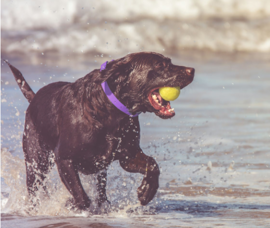 How does pet care coverage work Some need-to-know details