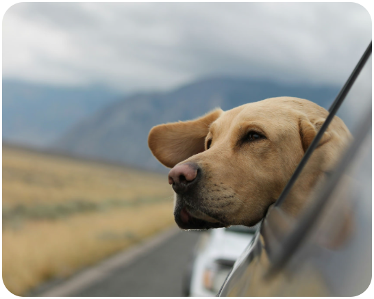 What’s covered by Faye’s pet care add-on