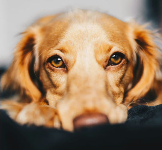 Why add pet care coverage to your Faye travel protection plan