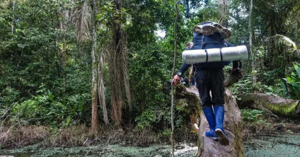 Amazon Rainforest Tour Wildlife and Jungle Walks