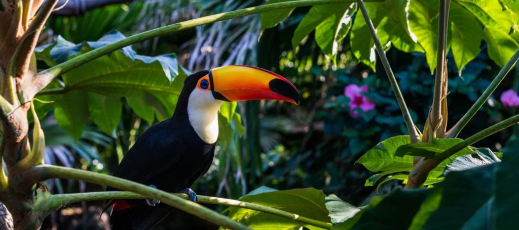 Why the Amazon Rainforest Tour Holds Global Importance