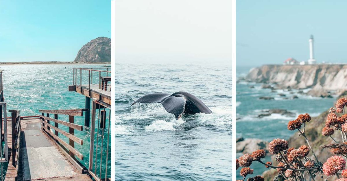 Best Places for Whale Watching California