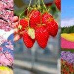 Best Places to Visit in Spring