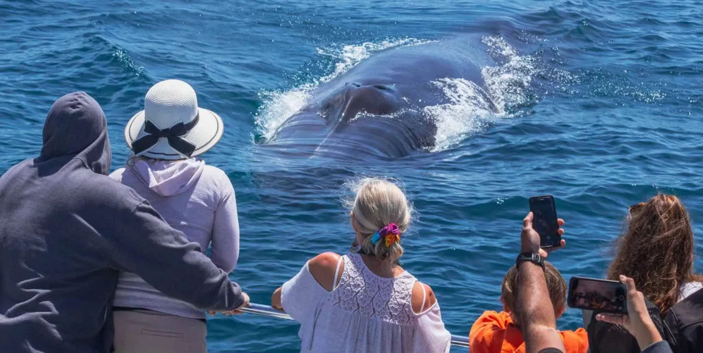 Tips for a Successful Whale Watching Trip