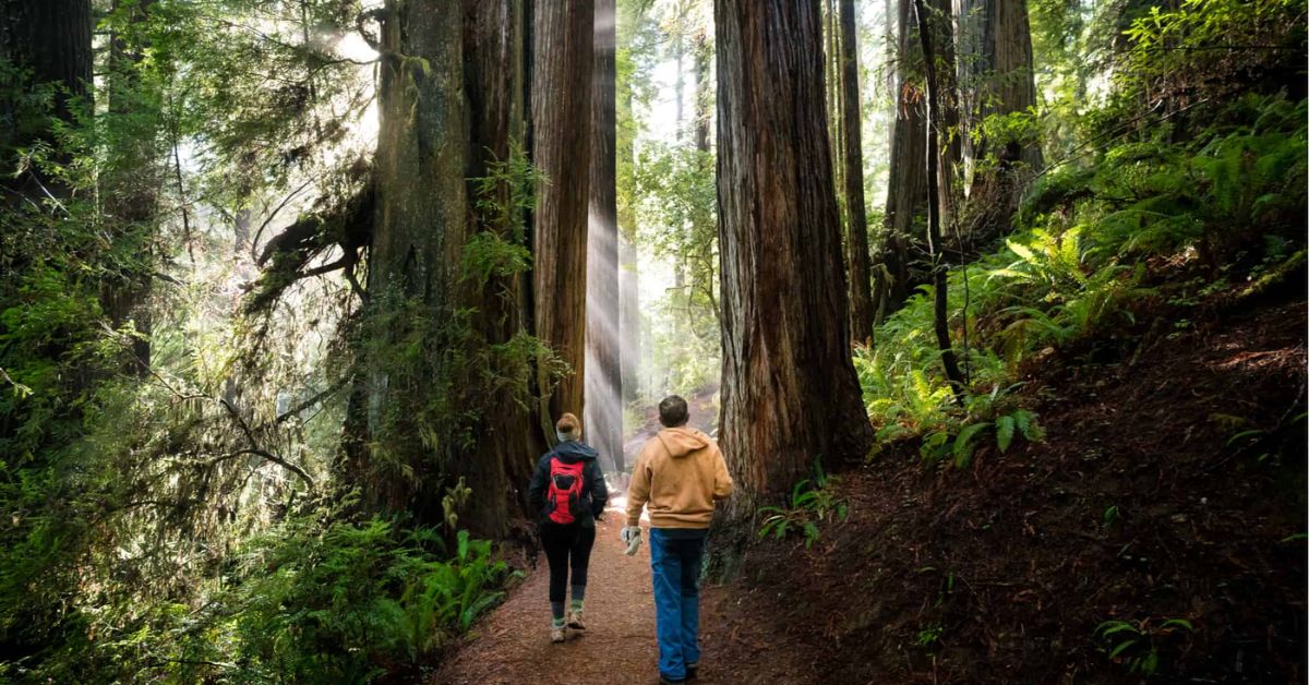 best time to visit the redwoods