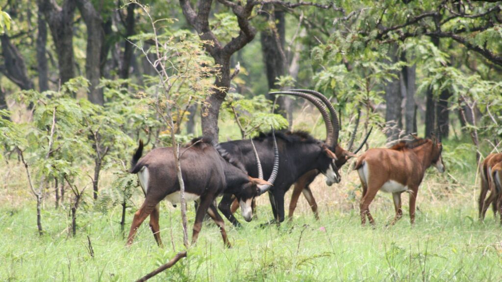 Cangandala National Park