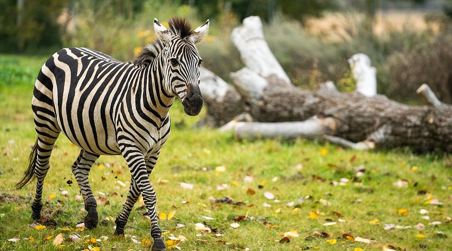 Saskatoon Forestry Farm Park and Zoo