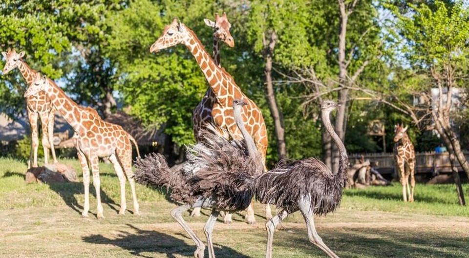 Visit the Fort Worth Zoo