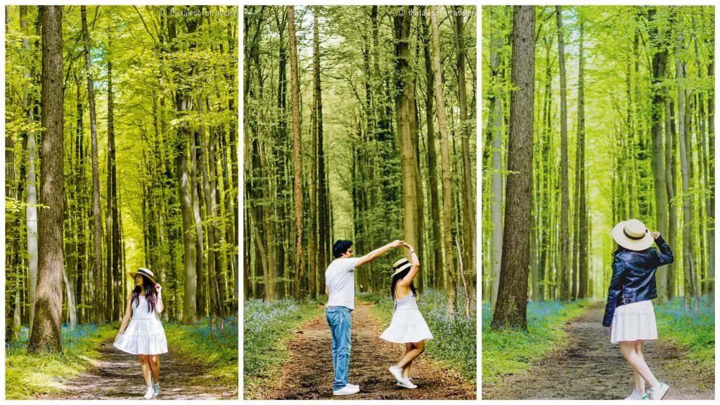 Visit the Hallerbos Blue Forest