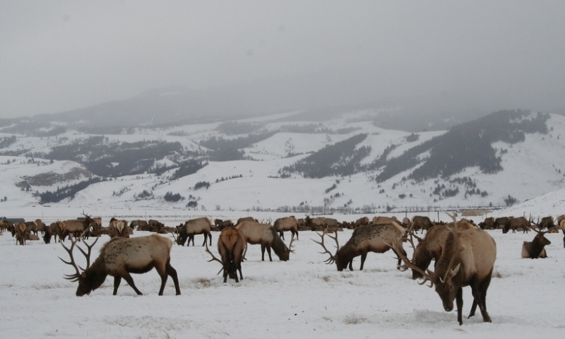 Jackson Hole, Wyoming